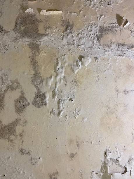 Best Residential Mold Remediation in Fruitridge Pocket, CA
