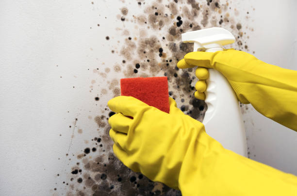 Best Industrial Mold Remediation in Fruitridge Pocket, CA