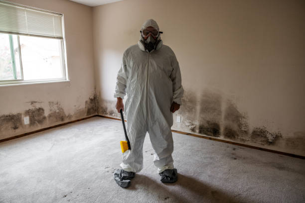 Professional Mold Remediation in Fruitridge Pocket, CA