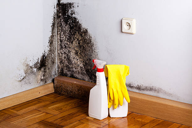Best Attic Mold Remediation in Fruitridge Pocket, CA